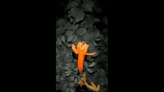 lumia creative studio in windows phone смотреть онлайн