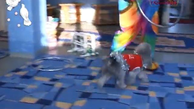 т. 2946454 г. Красноярск 