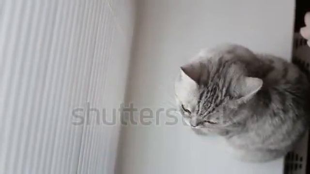 Adult cat looking up at the camera while sitting on podokonike front of the window смотреть онлайн