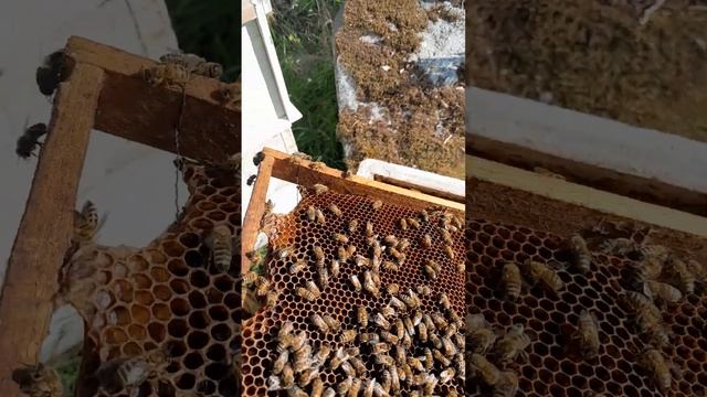РОЙ ИЛИ ОТВОДОК = ??? 9.06.23 смотреть онлайн