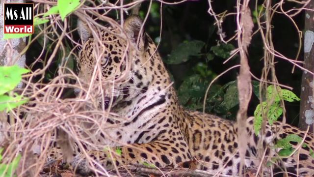 leopard vs kangaroo 🦘🦘🦘🦘 🐆🐆🐆🐆 смотреть онлайн