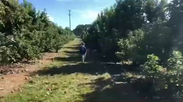 Apple Picking in Connecticut | Holmberg Orchards смотреть онлайн
