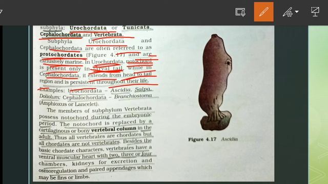 Chordata phylum|| Animal kingdom|| NCERT biology|| class-11th смотреть онлайн