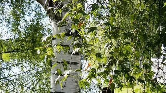 Прокоплӧн чуйдӧд.wmv смотреть онлайн
