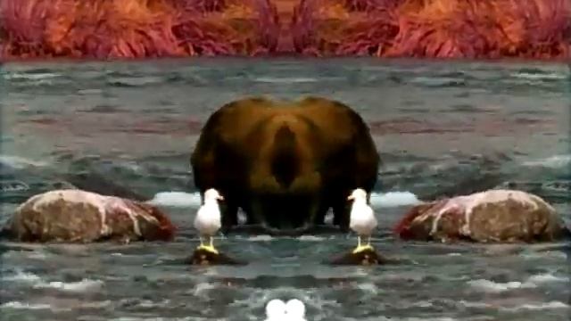 Bear Sample Video Windows Vista Effects смотреть онлайн