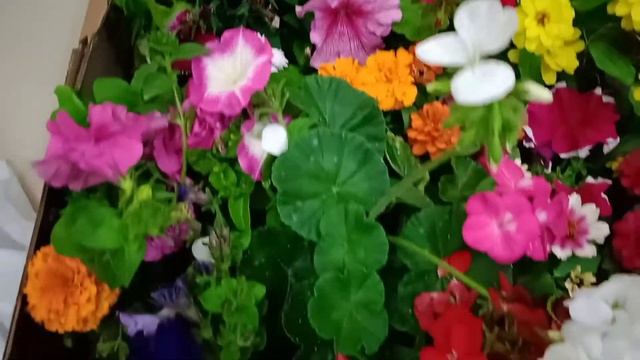 DIY | Plants Decoration Ideas | Window plants Decoration and Hanging Plants Ideas | Shining Sisters смотреть онлайн
