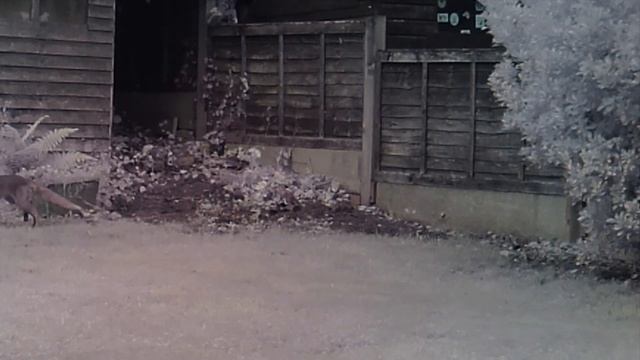 Too Many Foxes ? смотреть онлайн