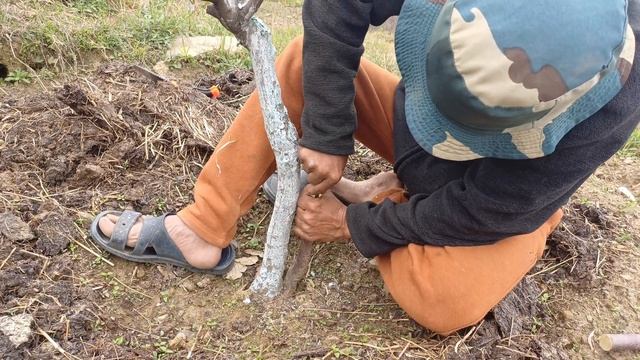 Mene ki grafting || apple grafting || grafting || #grafting #villagelife #viral смотреть онлайн