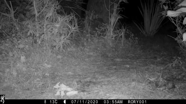 3 days 3 foxes! смотреть онлайн