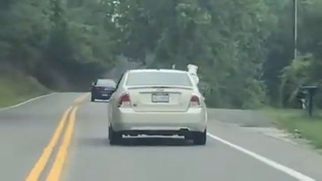 You have to see this! Dog puts head out window смотреть онлайн