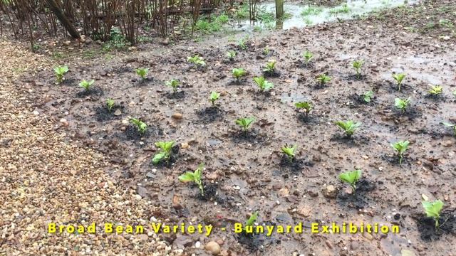What Veg Seeds to Sow in September | Easy to Grow Veg for a Autumn/Winter Harvest #40 смотреть онлайн
