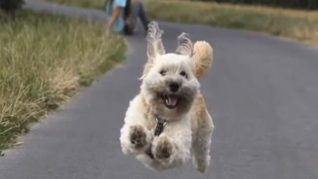 Стандартное видео смотреть онлайн