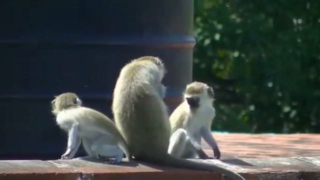 Clever Monkey  Cant leave the kitchen windows open 