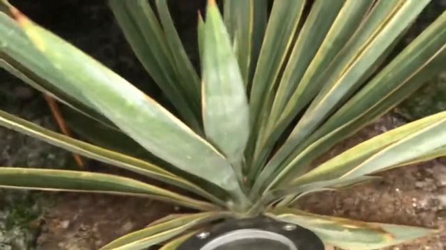 Zepsuł się termowentylator…. Wymiana na nowy, nowa budka na szorstkowca |odc.147 смотреть онлайн