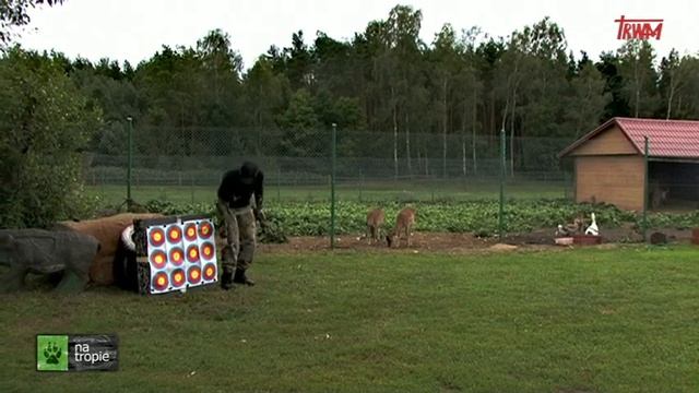Bowhunting - przygotowanie strzały myśliwskiej S2 Odcinek 9 Na Tropie Tv Trwam смотреть онлайн