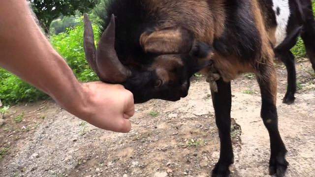 Goat Thieves and Ganja Tea part 1 смотреть онлайн