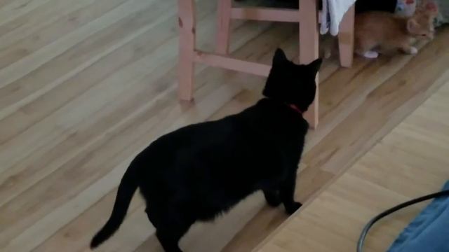 Cute Little Orange Kitten Hiding Under Chair From Big Sister Cat & Running Away - Autumn смотреть онлайн
