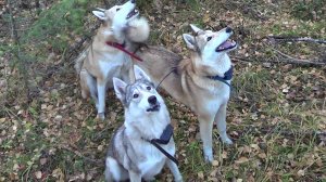 НАЧАЛО СЕЗОНА ОХОТЫ НА ПУШНИНУ. 24-25г.