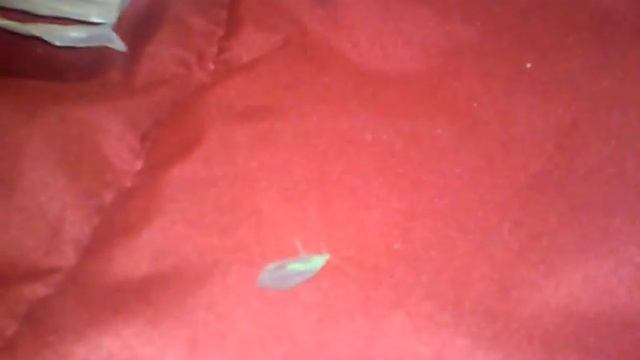 Lincoln and Luan found a random bug on the bed смотреть онлайн