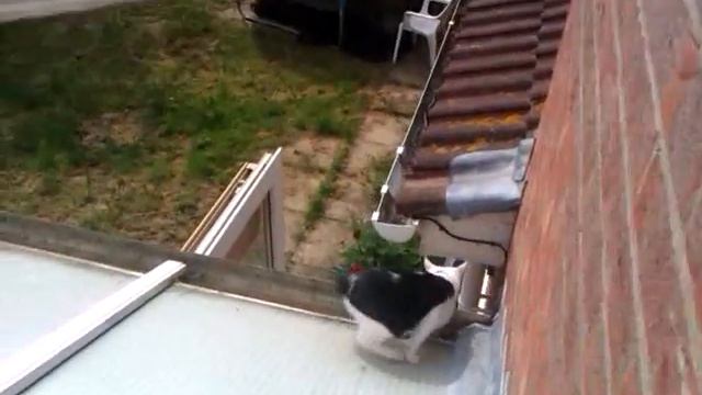 Twinkle....falling out the window смотреть онлайн