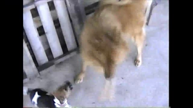 Puppy Wisdom From A Jack Russell Terrier смотреть онлайн