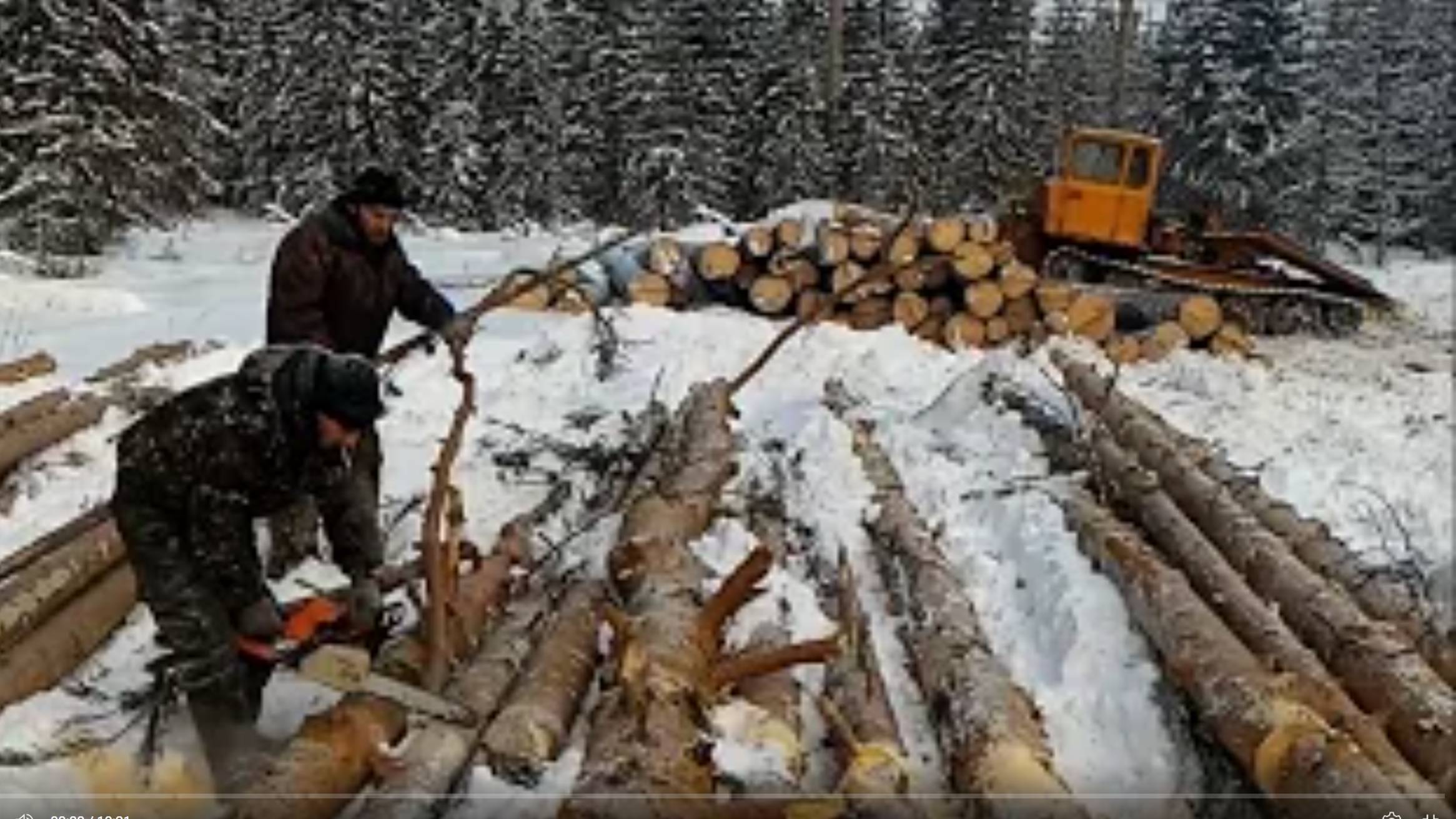 Заготовка леса зимой плотниками ТД Секвойя на делянках. Зимний лес для сруба без трухи и короеда. смотреть онлайн