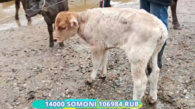 Молбозори душанбе нархи гови зоти ширте сиёхало 25 март новинка ленский район смотреть онлайн