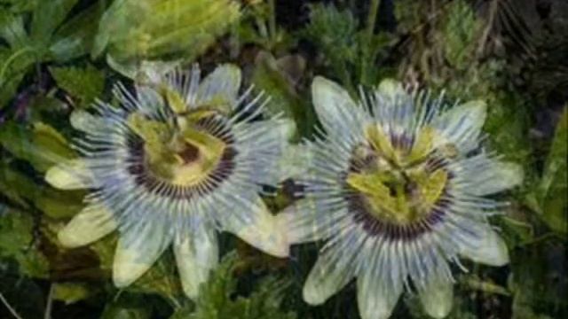 GRASS TANGENTS by Nick108 смотреть онлайн