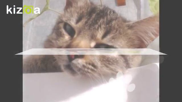 Приключения кота Сюси смотреть онлайн