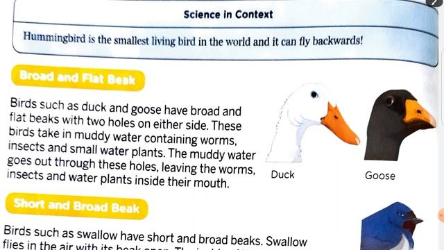 Science class-3 | Ch-4 Birds | part -1 | Full explanation in हिंदी смотреть онлайн