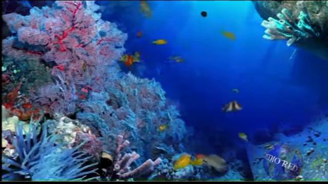 Aquario fish 3D Screensaver смотреть онлайн