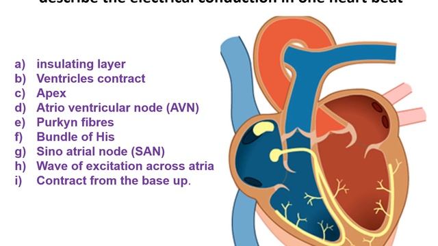 ECG control of the heart beat смотреть онлайн