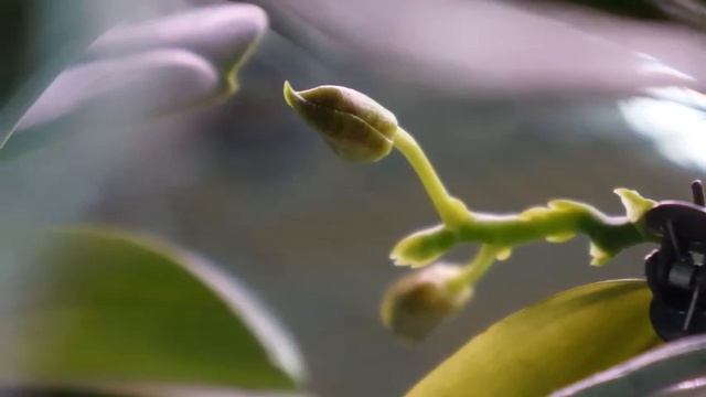 How I Care for this Reliable Bloomer | lueddemanniana x Yaphon Nice Girl | Orchid Growing Care Tips смотреть онлайн