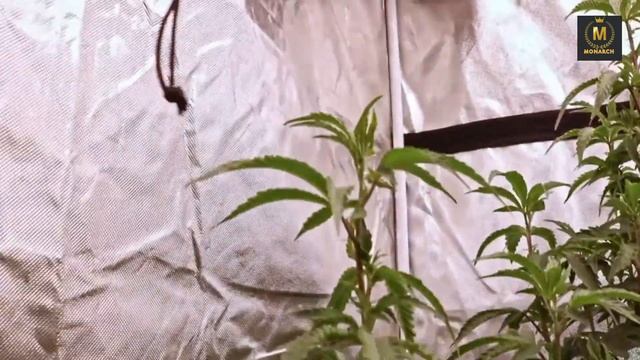Growing Legendary Mac 1 Cap Cut: One-Week Progress Update! смотреть онлайн