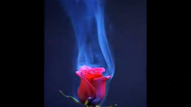 ЭЛЬКА 55.wmv смотреть онлайн