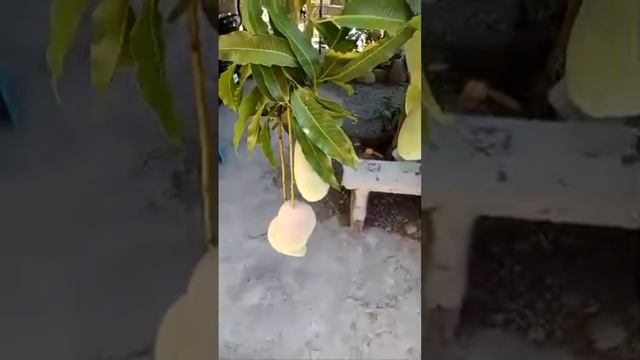 anong tawag sa mangga na to ang lalaki ng mga bunga смотреть онлайн