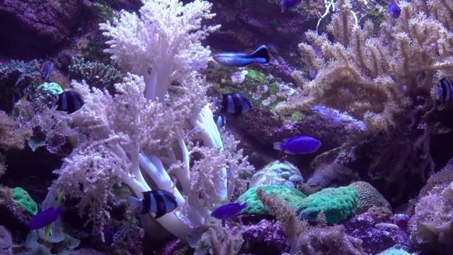 Scientists Have Discovered A Place Deeper Than The Mariana Trench. What's Hiding There? смотреть онлайн