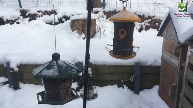 Naturalist Check-in: Nature Outside Your Window смотреть онлайн