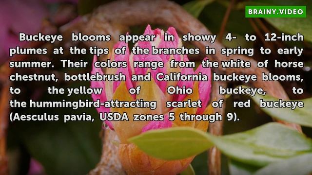 Facts About the Buckeye Tree смотреть онлайн
