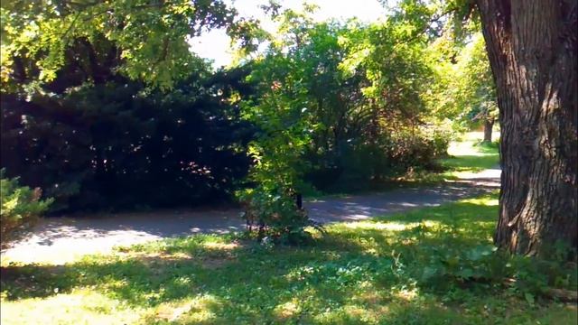 Close Encounters With a Black Bear смотреть онлайн
