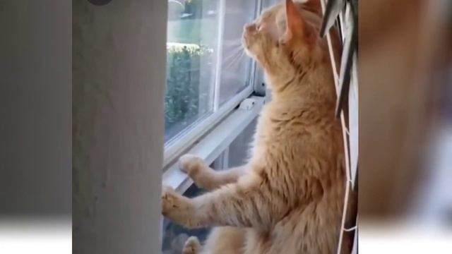 Funny Animals/Cute Pets/I look out the window and miss, beautiful video.@ Funny Animals смотреть онлайн