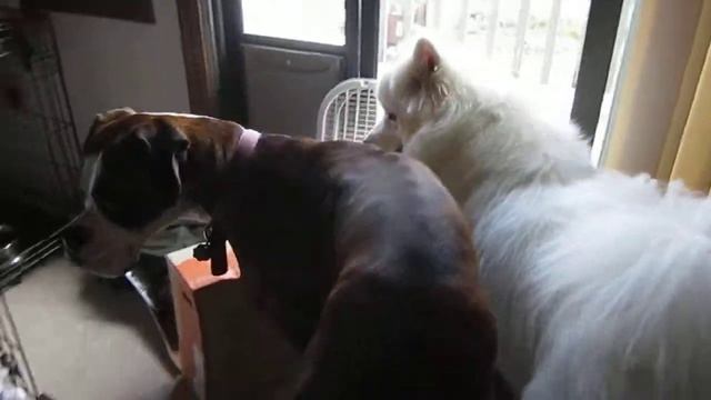 Dogs Stare Out the Window [Boulder 2012] смотреть онлайн
