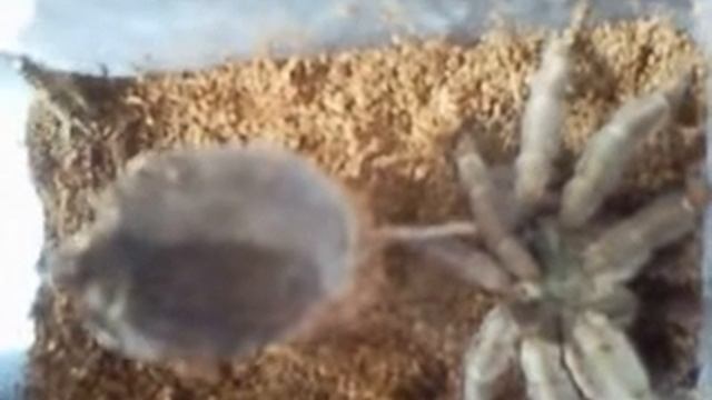 Psalmopoeus Cambridgei L7 VS Świerszcz смотреть онлайн