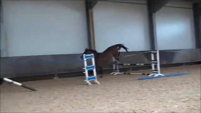 Sir Cento 6y.o. stallion by Sir Shutterfly x Cento смотреть онлайн