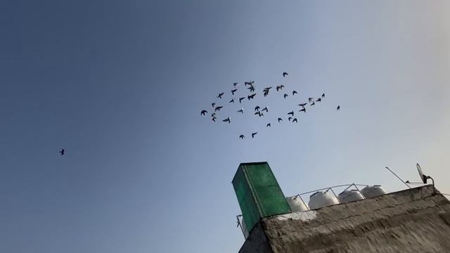 Aaj hmari chat pr aye famous YouTuber x fighter birds 😨| 300 kabutar se Zabardast ladaiyya 🤔 смотреть онлайн