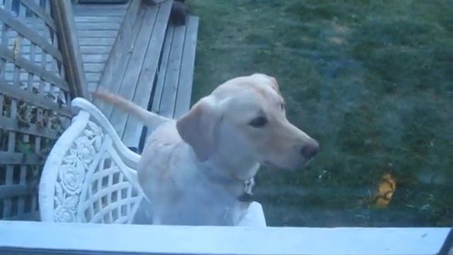 Puppy Tries to Climb in High Window смотреть онлайн