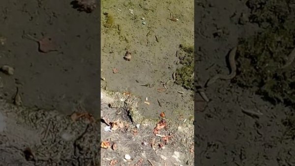 🔰Как охотиться гадюка🐍