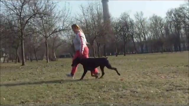 пробежка Перца.wmv смотреть онлайн