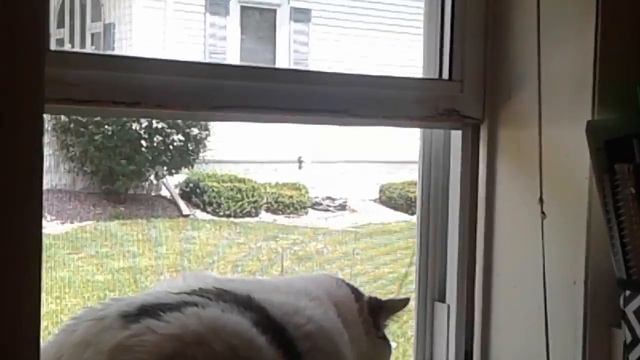 My cat tinker really likes my window смотреть онлайн