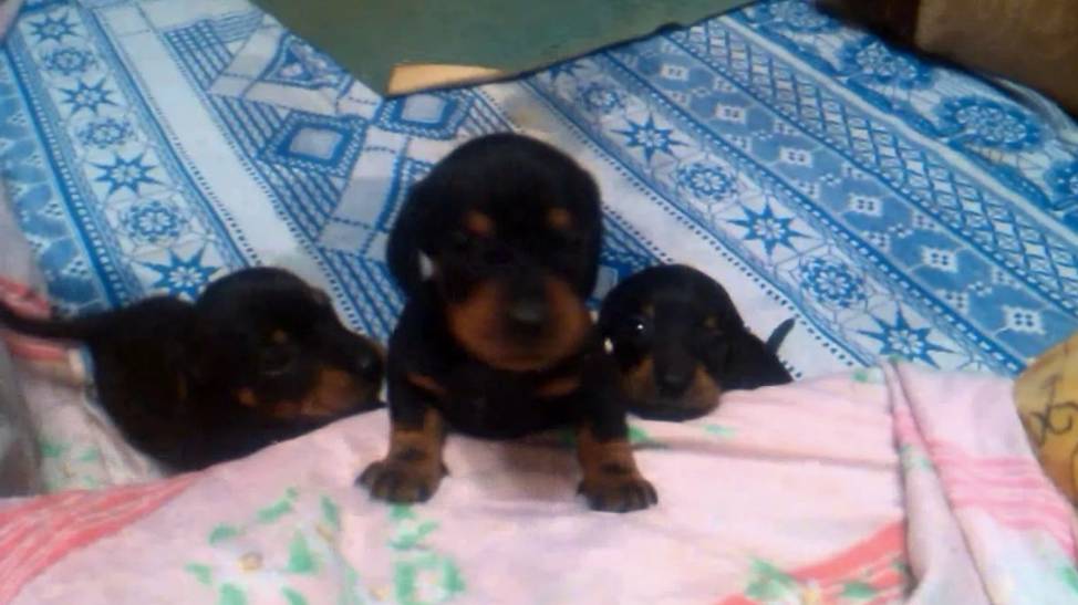 Первый помет,Сони.№ 4.The first litter,Sony no. 4 смотреть онлайн